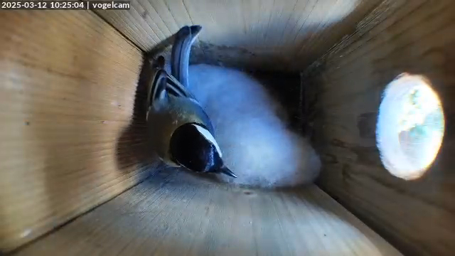 vogelcam - 3-12-2025, 10.25.05 GMT+1